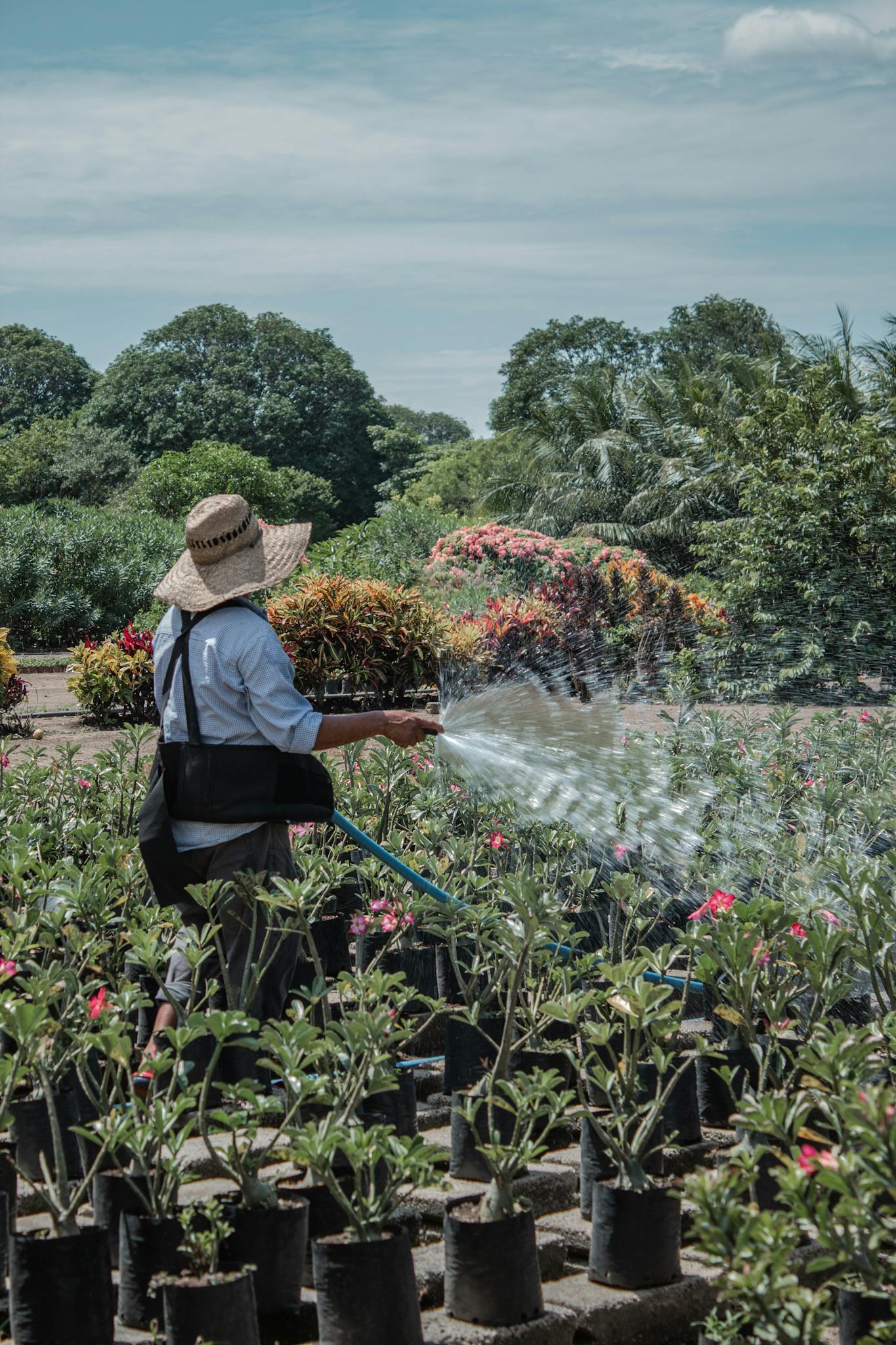 Gardener in straw hat watering flower plants with hose in a lush outdoor garden setting.