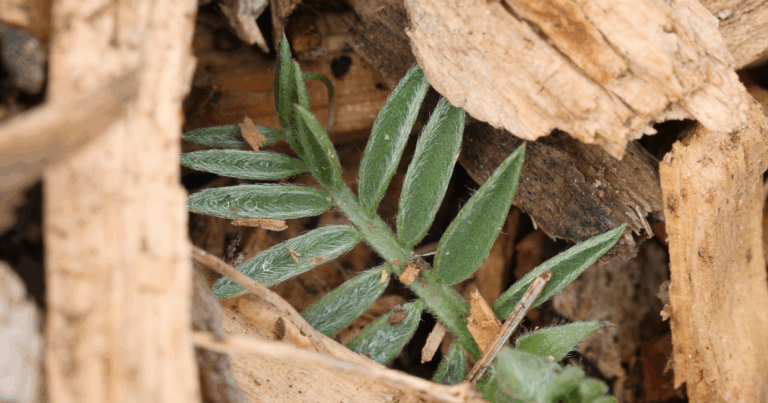 An image of a perennial weed growing through mulched wood chips.